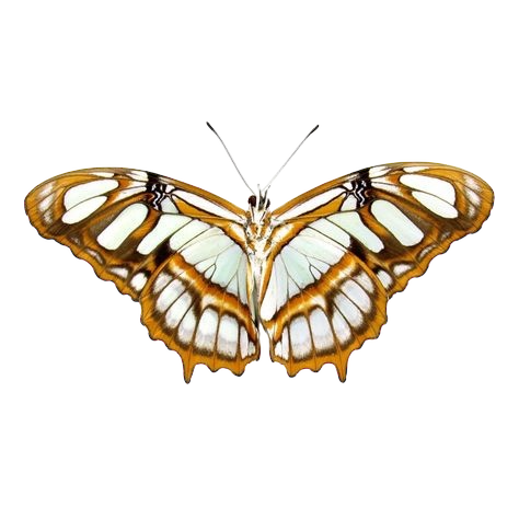 Spacevalue Apothecary logo