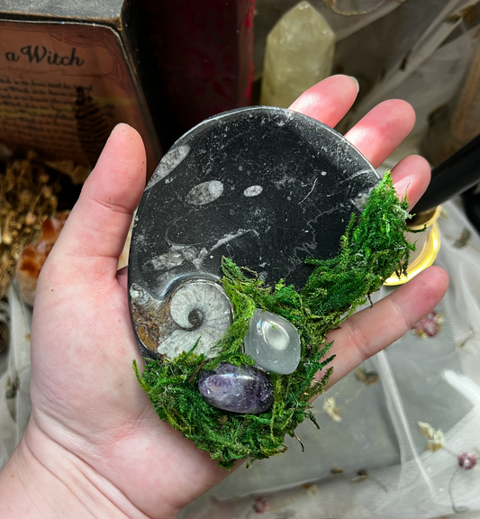 Orthoceras Ammonite Mossy Crystal